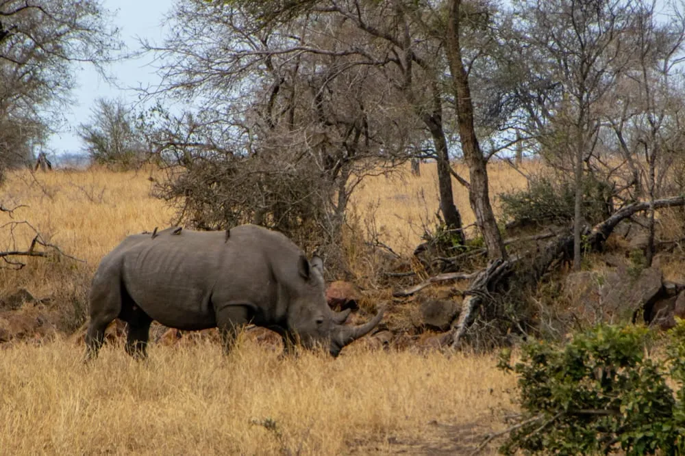 rhino seen on safari kruger national park