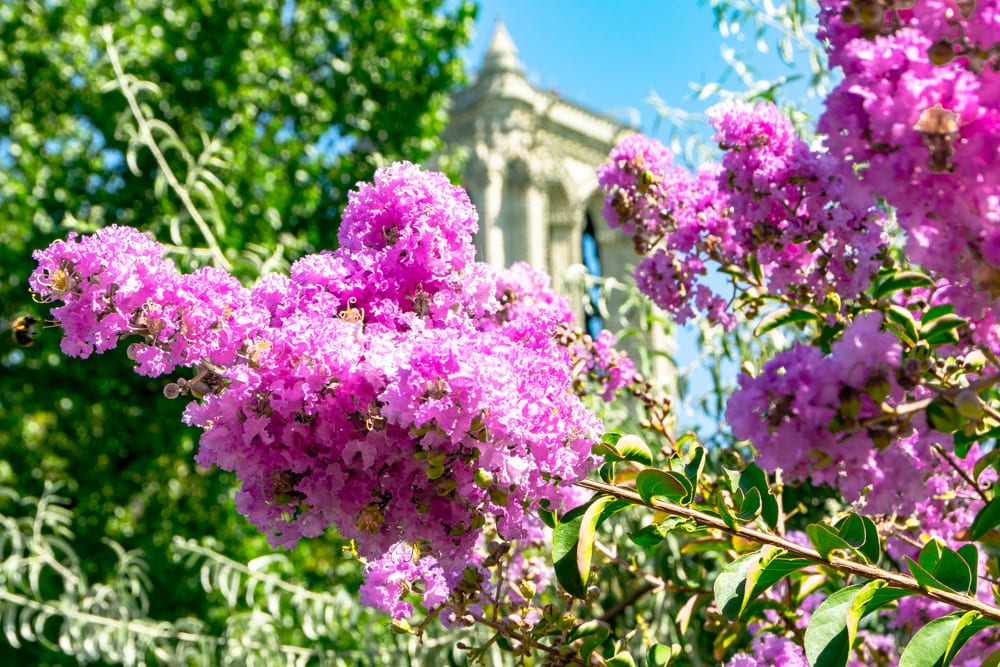 Honeymoon in Paris: Flowers near Notre Dame