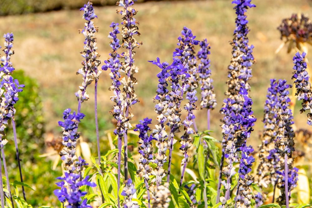 Visiting Versailles: Flowers in the Gardens