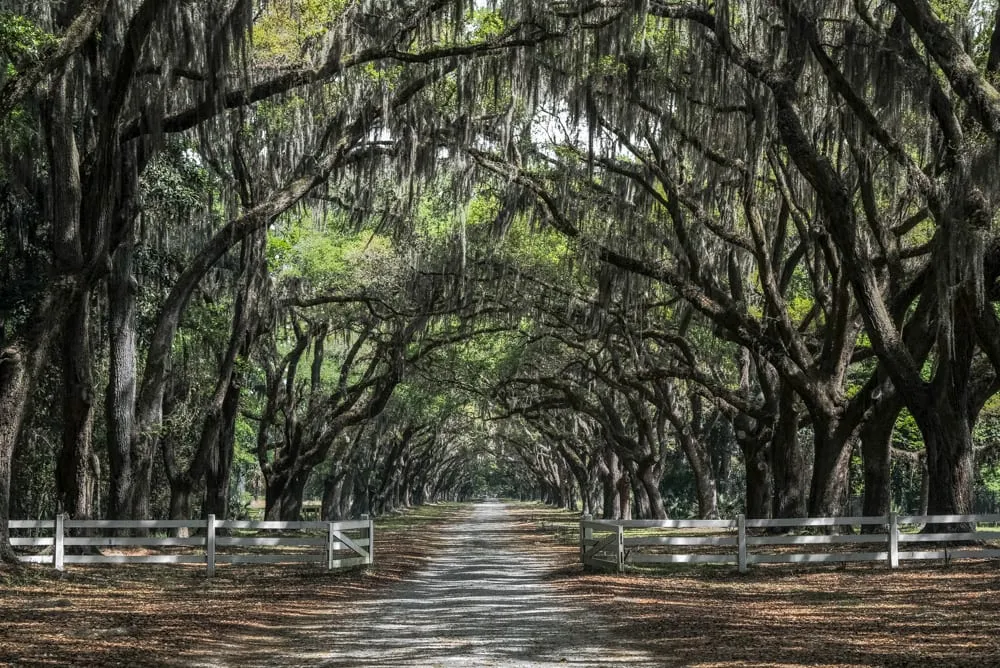 Best Things to Do in Savannah: Wormsloe Plantation