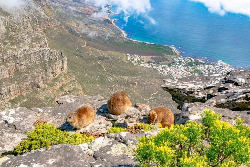 dassies on top of table mountain south africa