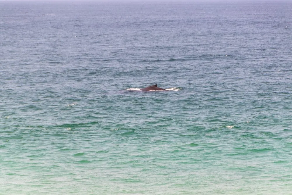 Tofo, Mozambique: humpback whale