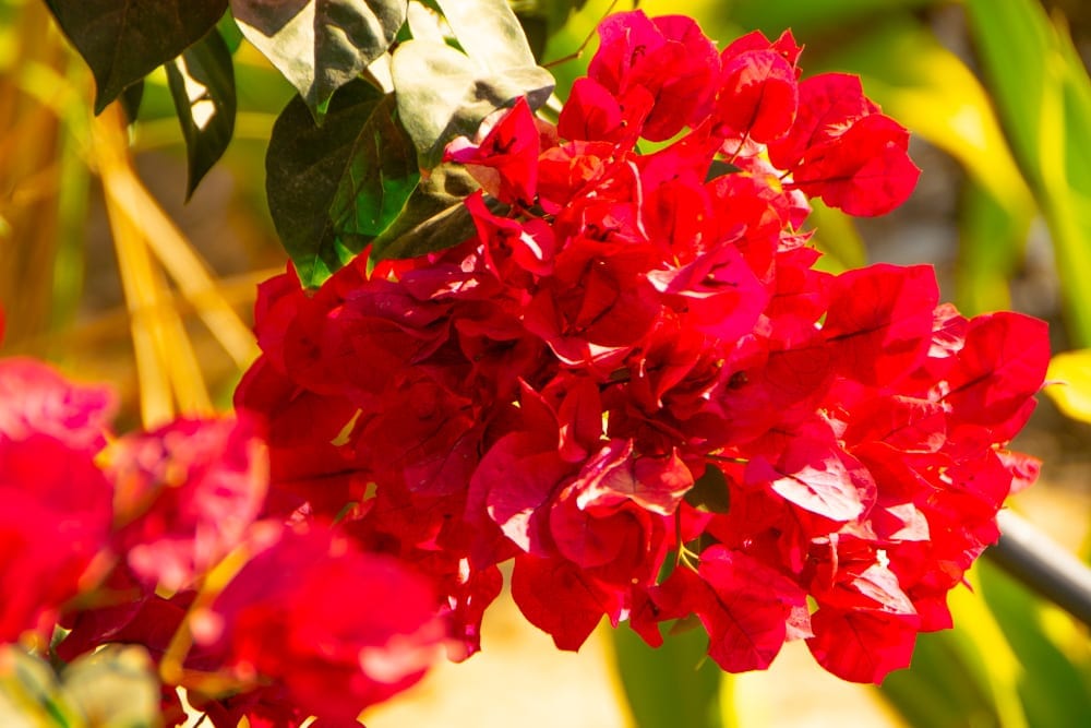 Red Flower in Tofo Mozambique