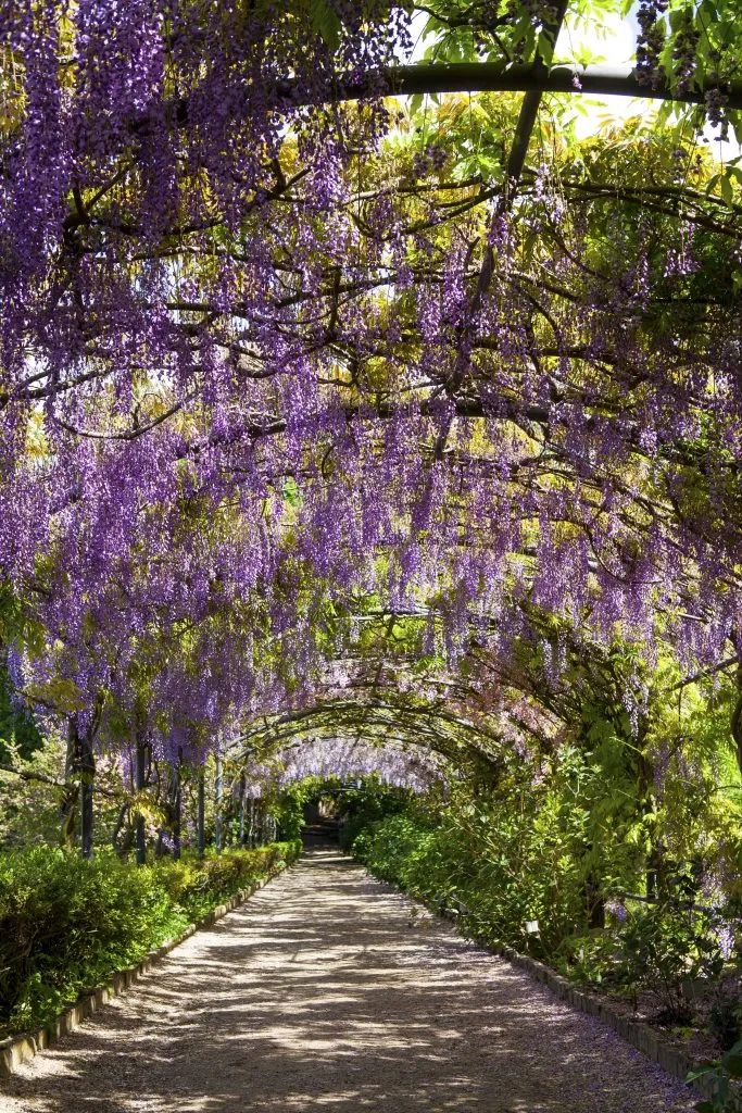 blooming wisteria tunnel at bardini gardens in florence italy