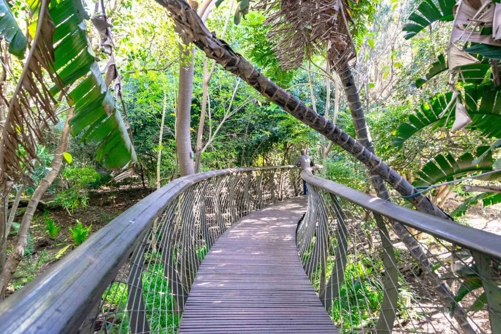 2 Weeks in South Africa Itinerary: Boomslang at Kirstenbosch Botanical Gardens