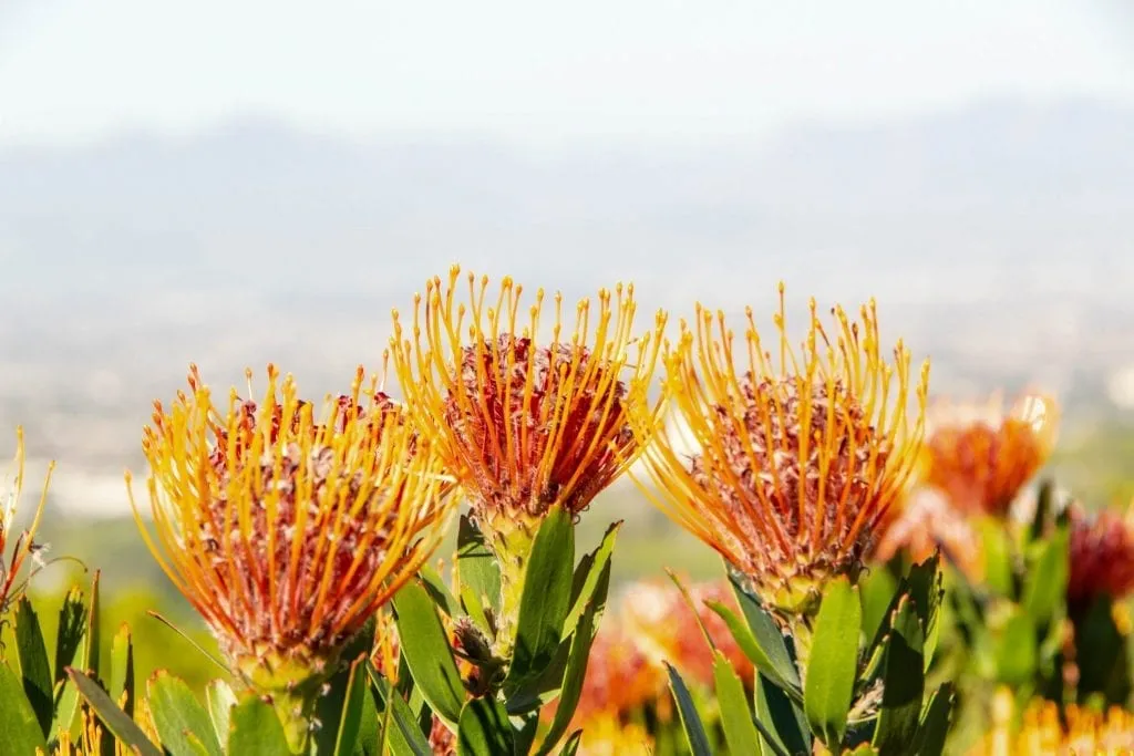 2 Weeks in South Africa Itinerary: Orange Flowers