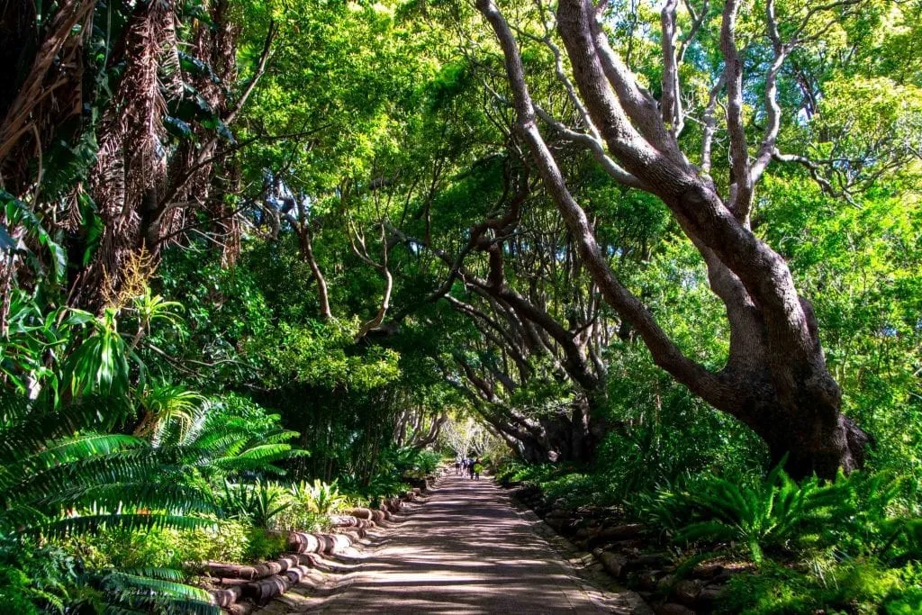 南アフリカパッキングリスト:木のトンネルKirstenbosch Gardens