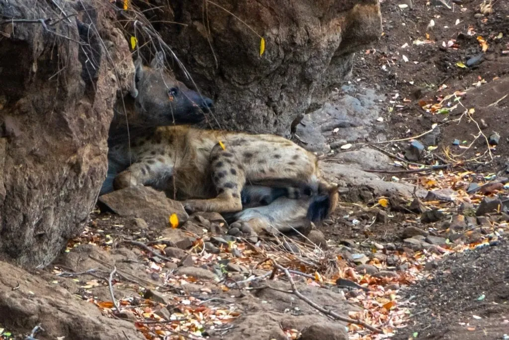 Napping Hyena in Kruger National Park