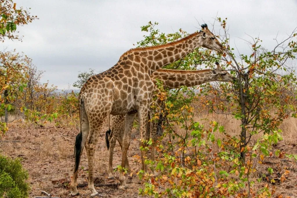 2 Weeks in Cape Town Itinerary: Giraffes in Kruger National Park