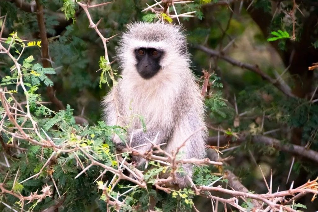 Packing List for South Africa: Monkey in Kruger NP