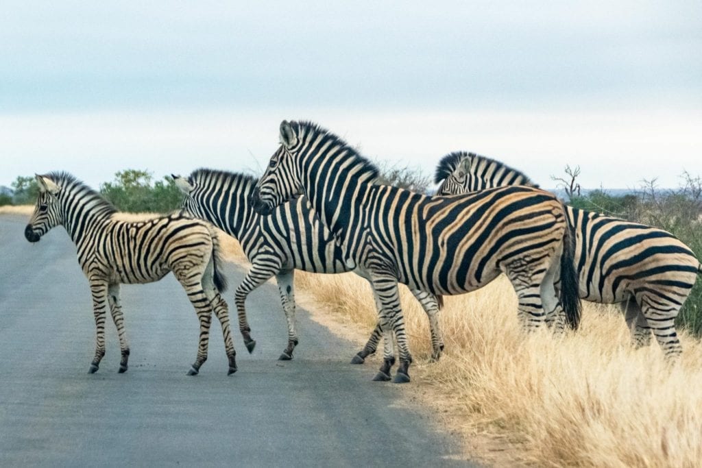 Packing List for South Africa: Zebras Crossing Road