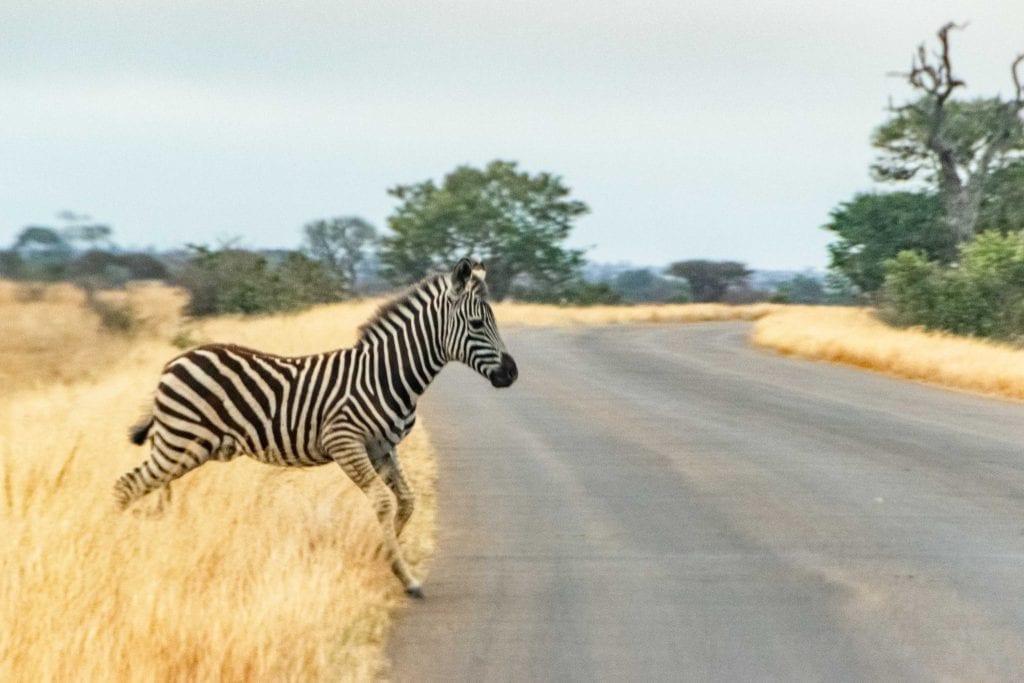 2 Weeks in South Africa Itinerary: Baby Zebra