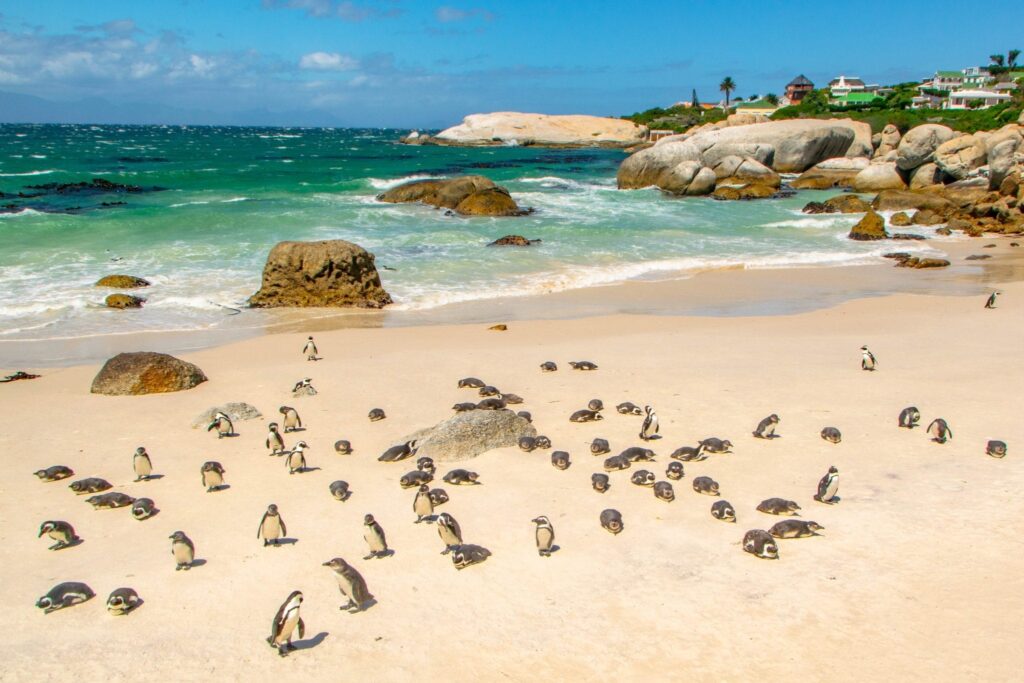 2 Weeks in South Africa Itinerary: Penguins on Boulders Beach