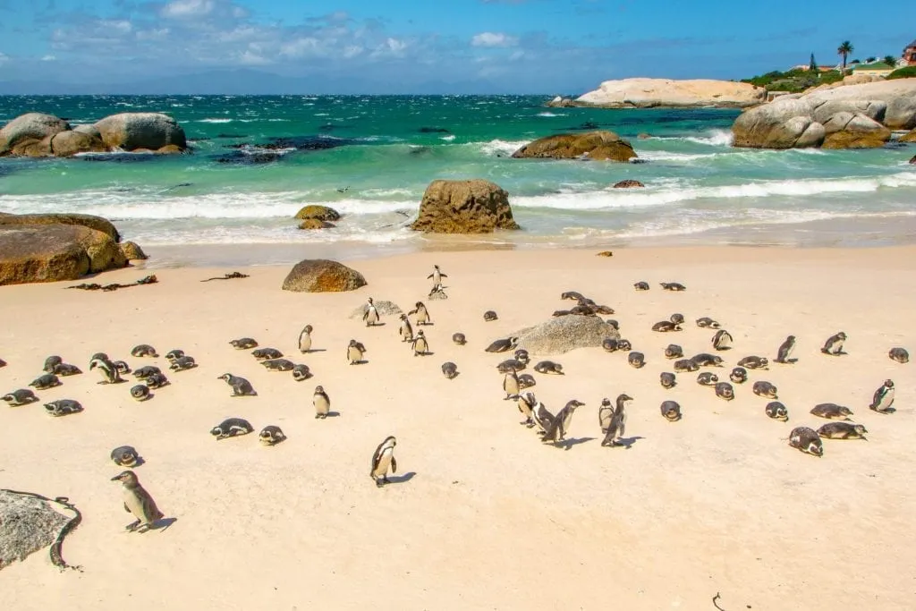3 ケープタウンでの日数旅程:ボルダーズビーチのペンギン