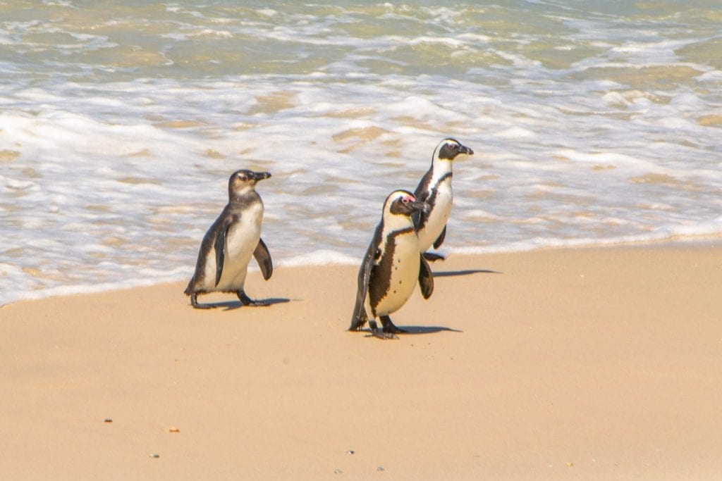 3 penguins walking out of the water at boulders beach south africa