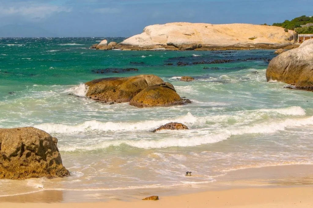 boulders beach in south africa--travel budgeting was essential to experiencing these penguins