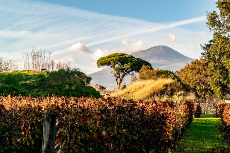 Visiting Pompeii and Mount Vesuvius: Mount Vesuvius and Vineyard