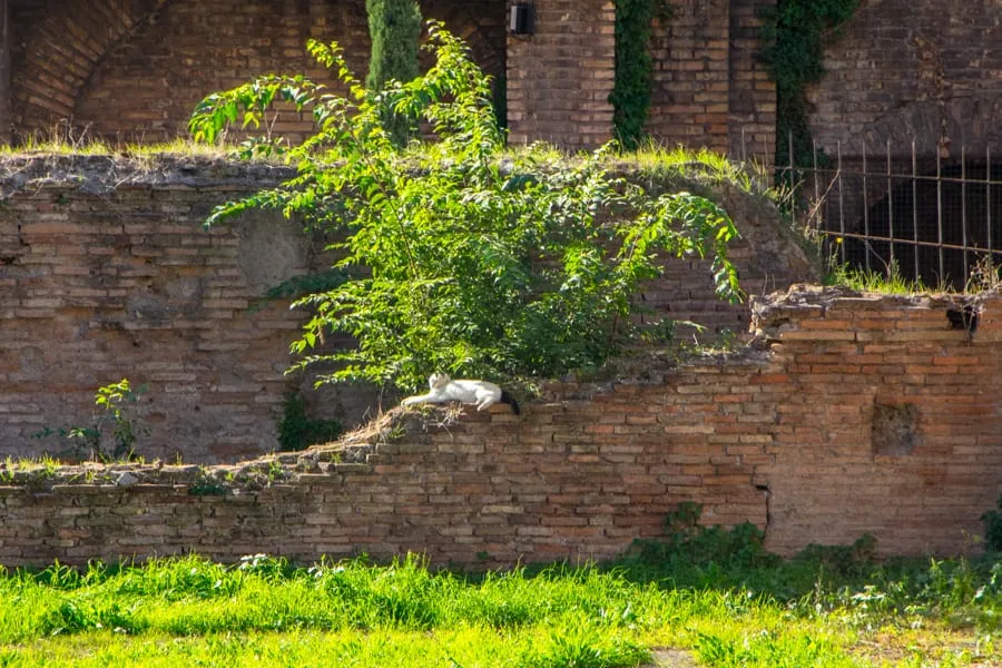 cat resting on the ruins of the largo di torre argentina, a fun stop during an itinerary rome italy