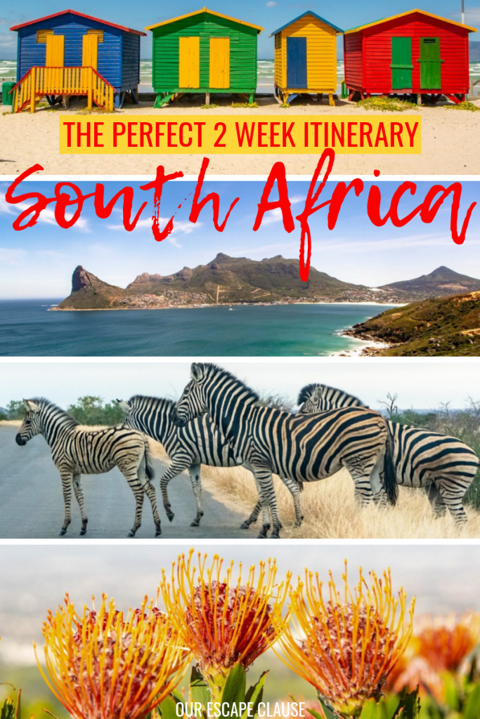 The Ultimate 2 Week South Africa Itinerary: where to go, what to do, and what to bring! #southafrica #africa #travelafrica #safari #capetown