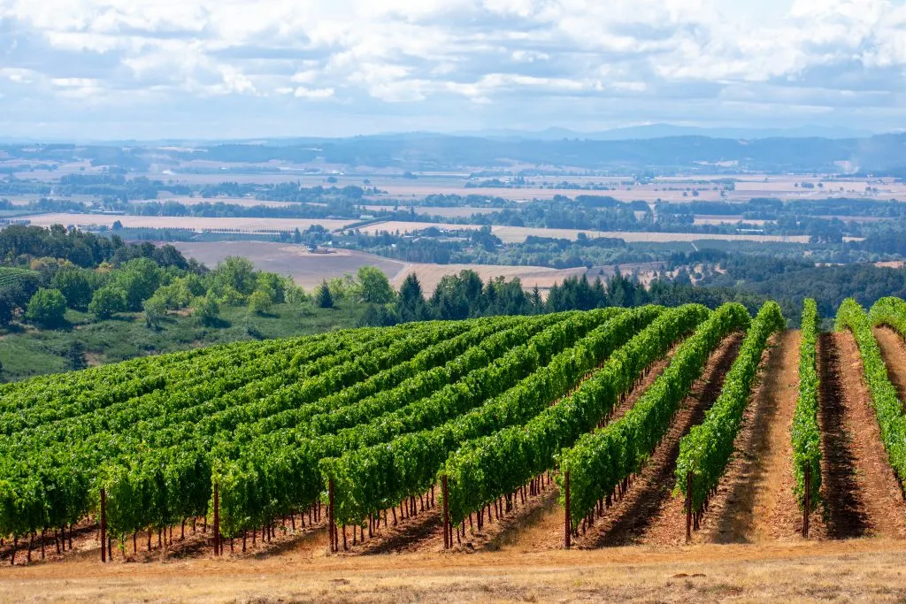 grape vines in willamette valley oregon, one of the best usa couples vacation spots