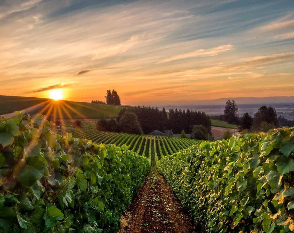 wineries in willamette valley at sunset