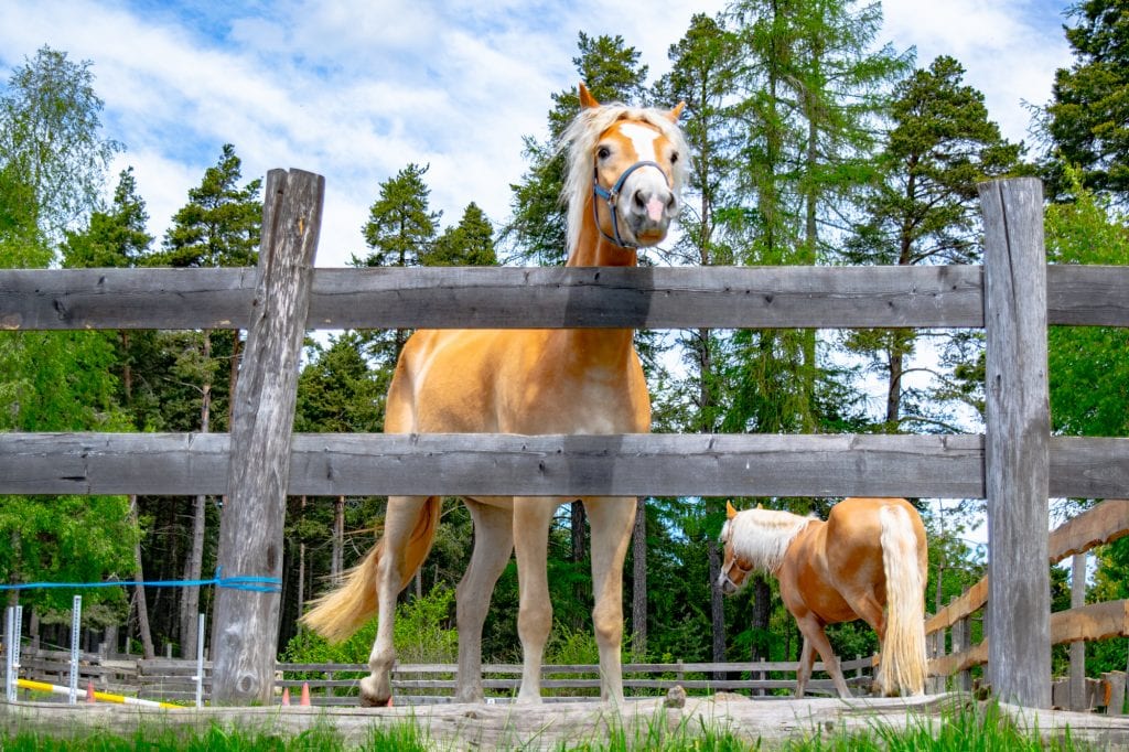 Horse peering over a fence near Soprabolzano, Italy