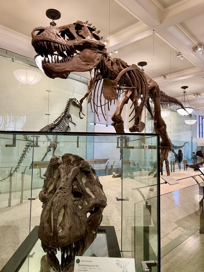 t rex american museum of natural history new york city