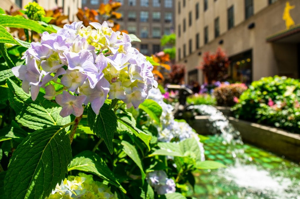 4 Days in New York Itinerary: Flowers in Rockefeller Plaza