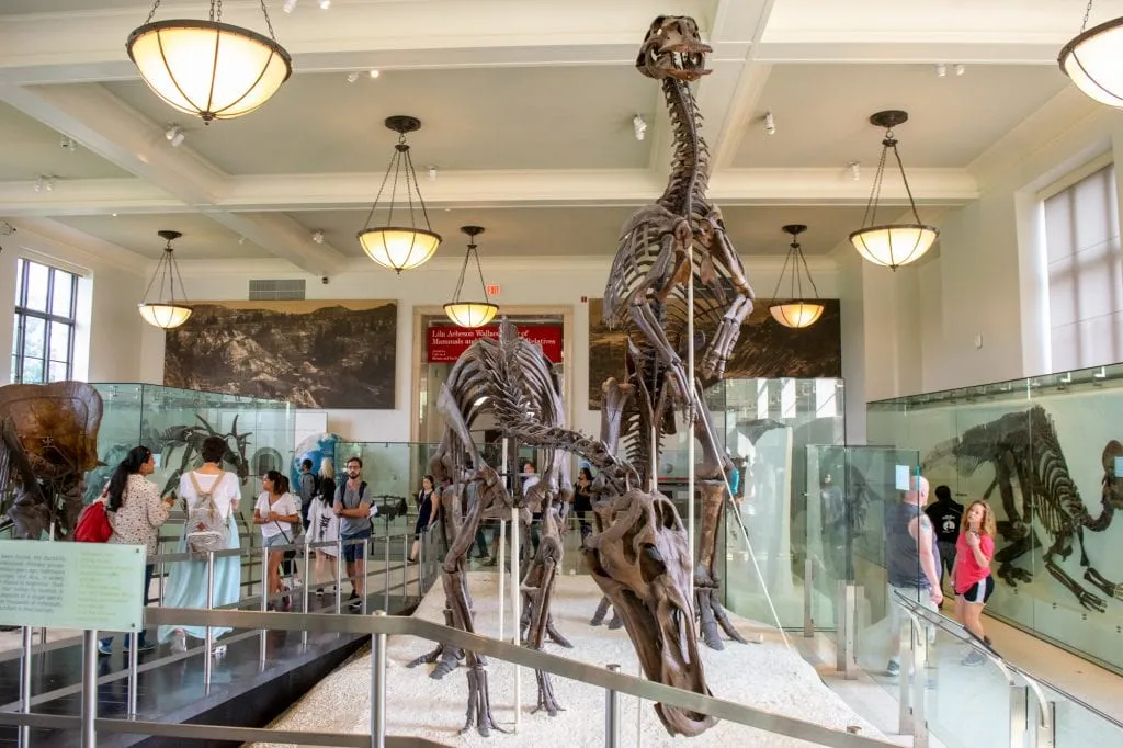 dinosaur skeletons displayed in the american natural history museum, a great stop on an itinerary new york city