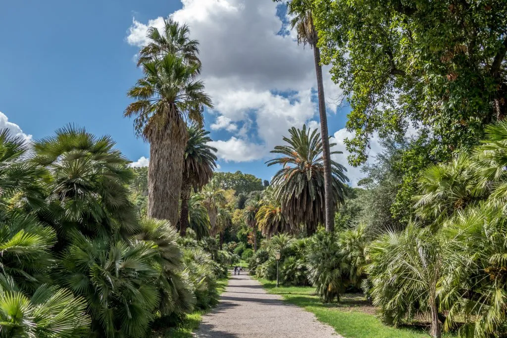 palm trees on either side of a path through the botanical gardens in trastevere rome on a sunny day
