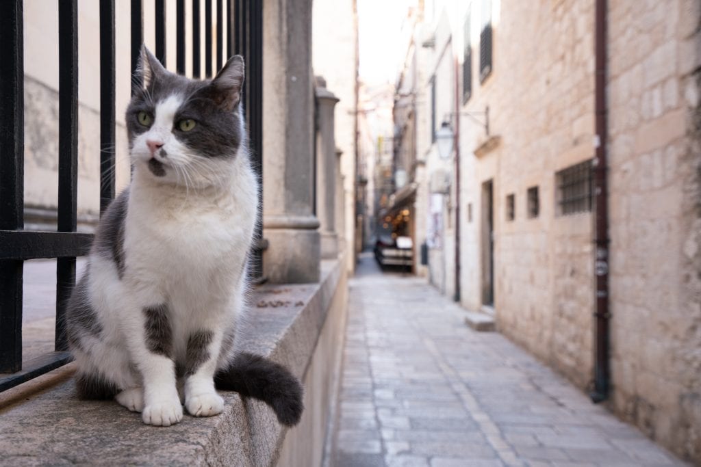gray and white cat sitting on a wall in dubrovnik