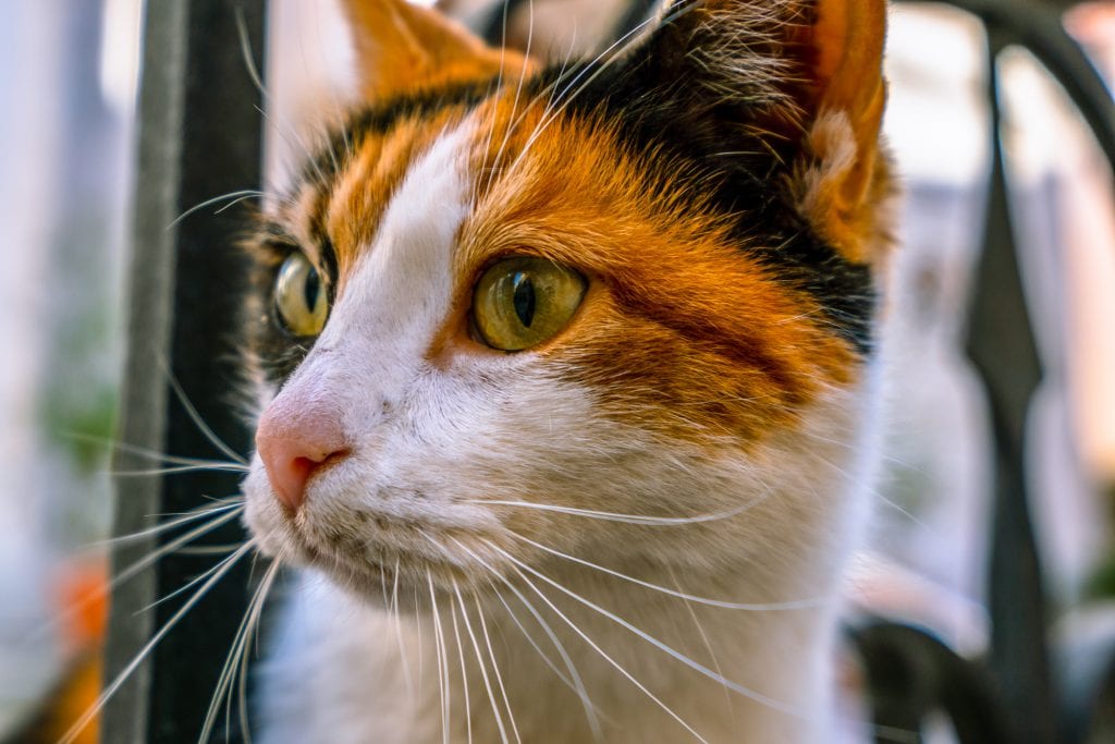 close up portrait of a white orange and black cat