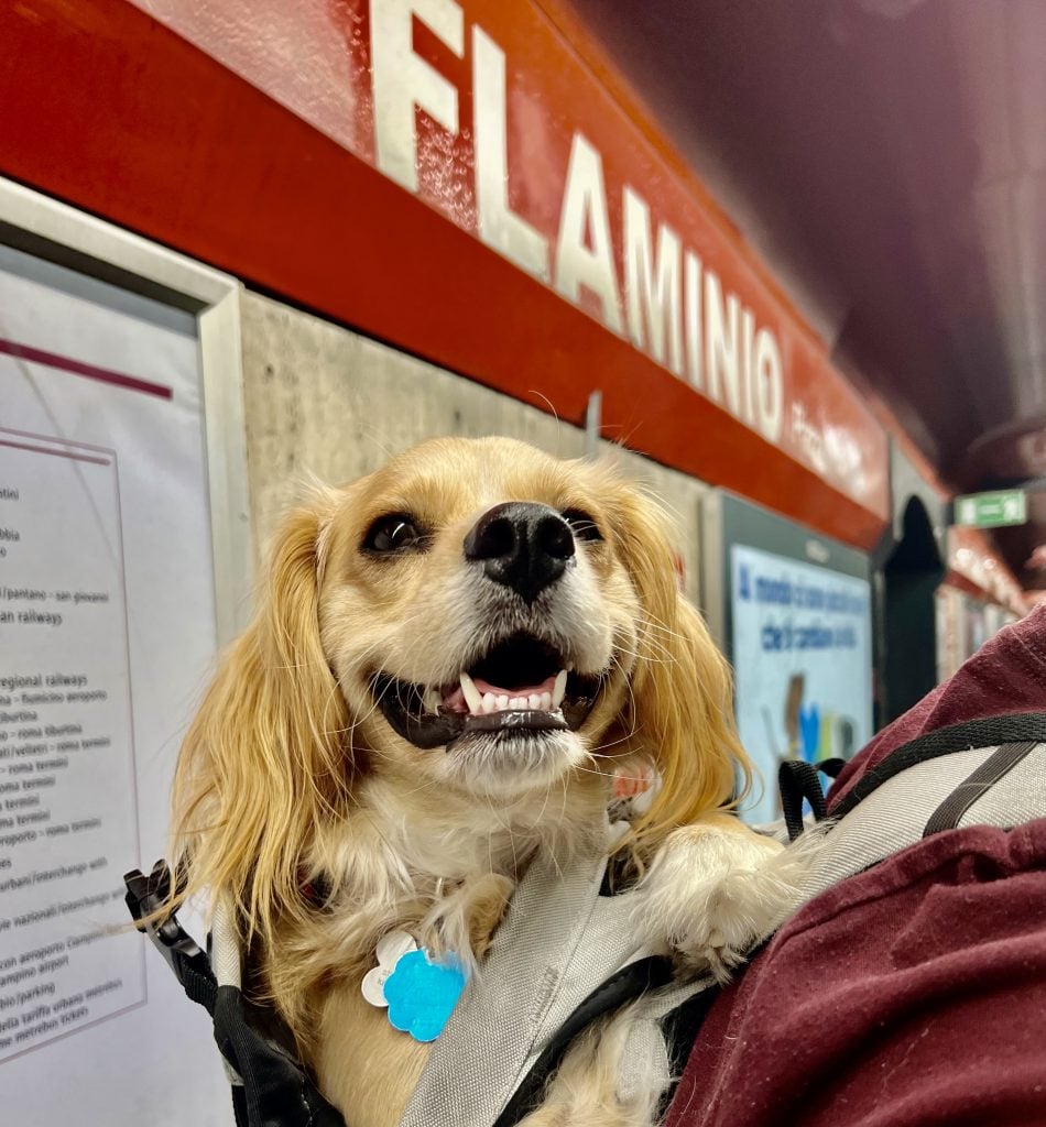 ranger storm in a backpack at flaminio metro stop rome