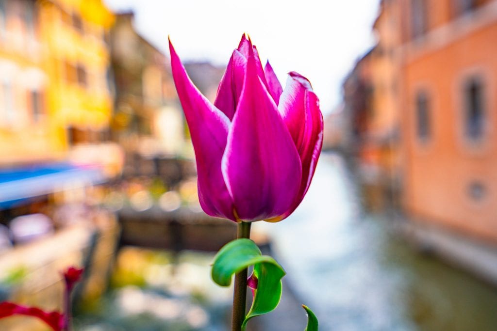 blooming pink tulip in annecy france