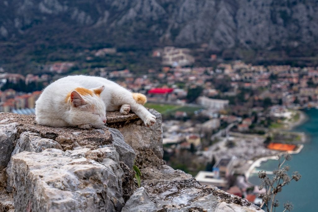 Cat Sleeping on Fortress, What to Do in Kotor Montenegro