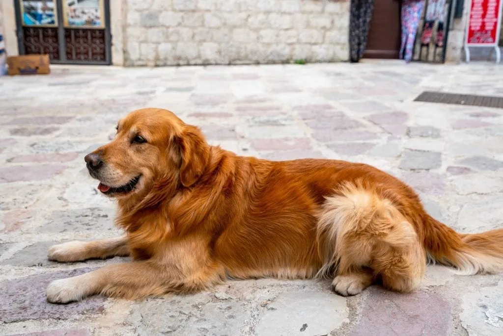 Golden Retriever in Kotor, Fun Things to Do in Kotor Montenegro