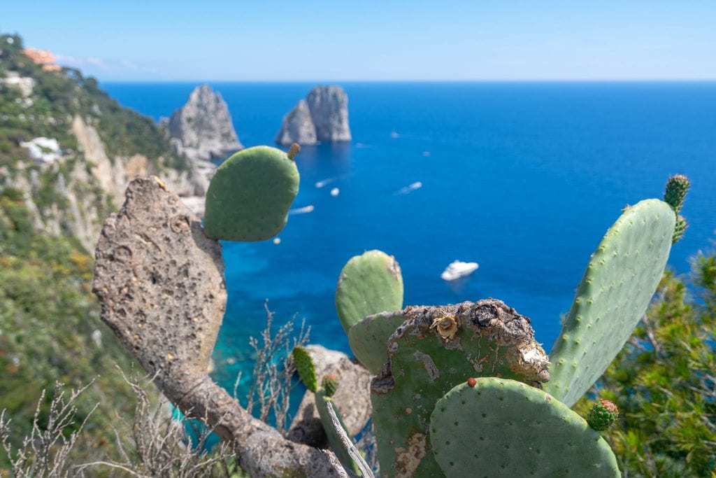 Faraglioni with cacti in the foreground on Capri