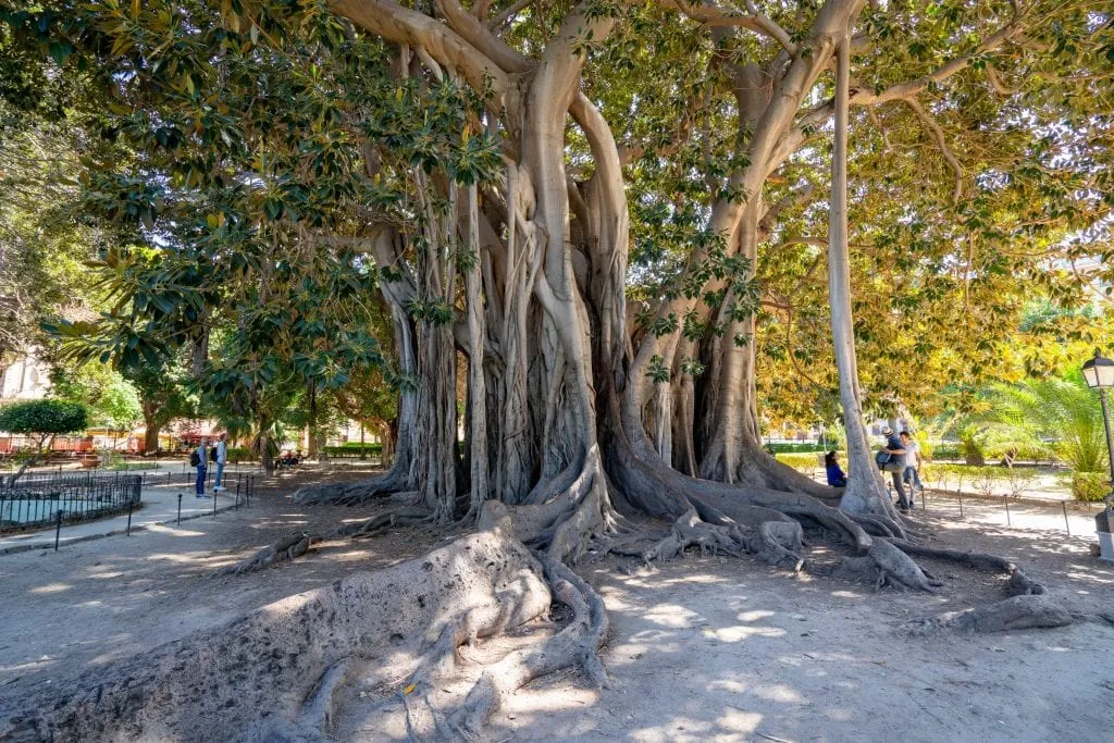 Large tree in Giardino Garibaldi, Palermo, Sicily
