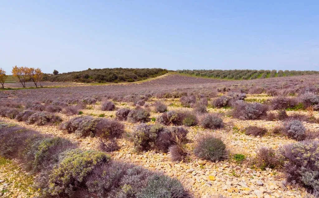 Photo of rows of lavender as seen in the Valensole Plateau on our France road trip. The lavender is not in bloom.