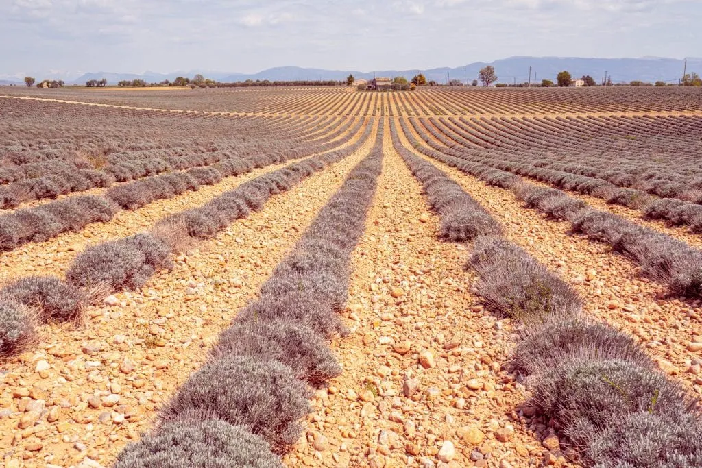 Lavender fields in Valensole Plateau Provence, with a house in the far distance