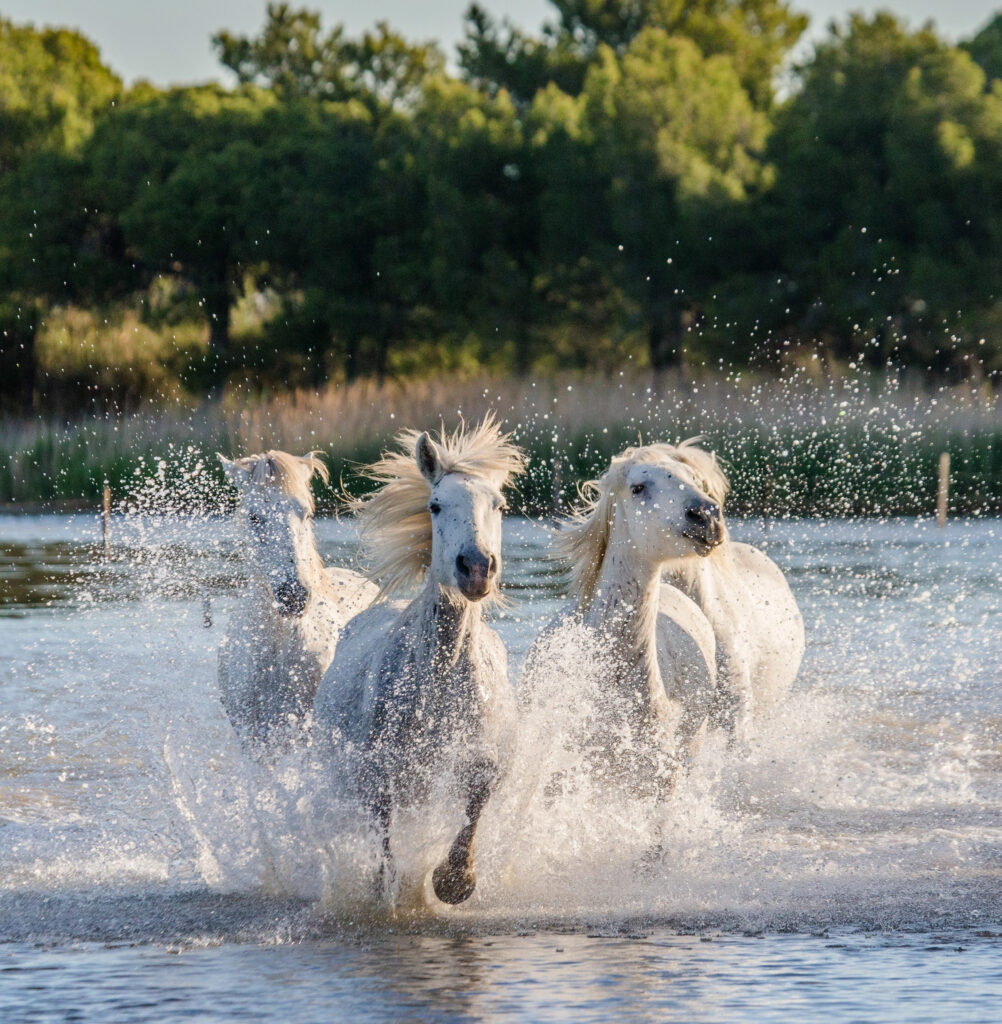 3 white horses galloping through water in camargue, one of the most unique places in southern france to visit