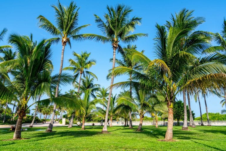 Palm trees growing on green grass in Lummus Park, Miami Beach.