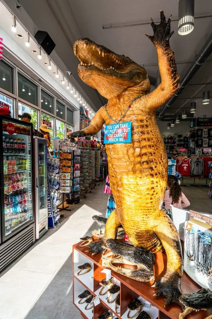 Stuffed alligator standing in a souvenir shop in Miami Beach.