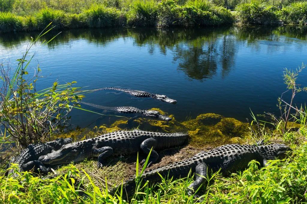 group of alligators in and near the water in everglades national park