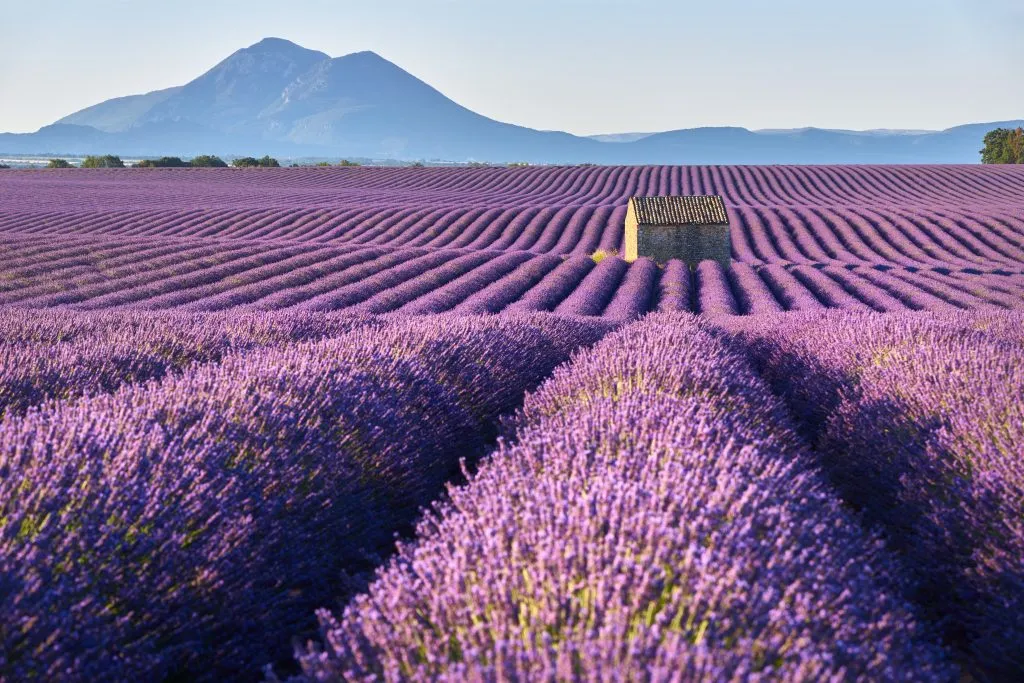 blooming lavender fields in the valensole plateau, one of the best places to visit on an itinerary provence