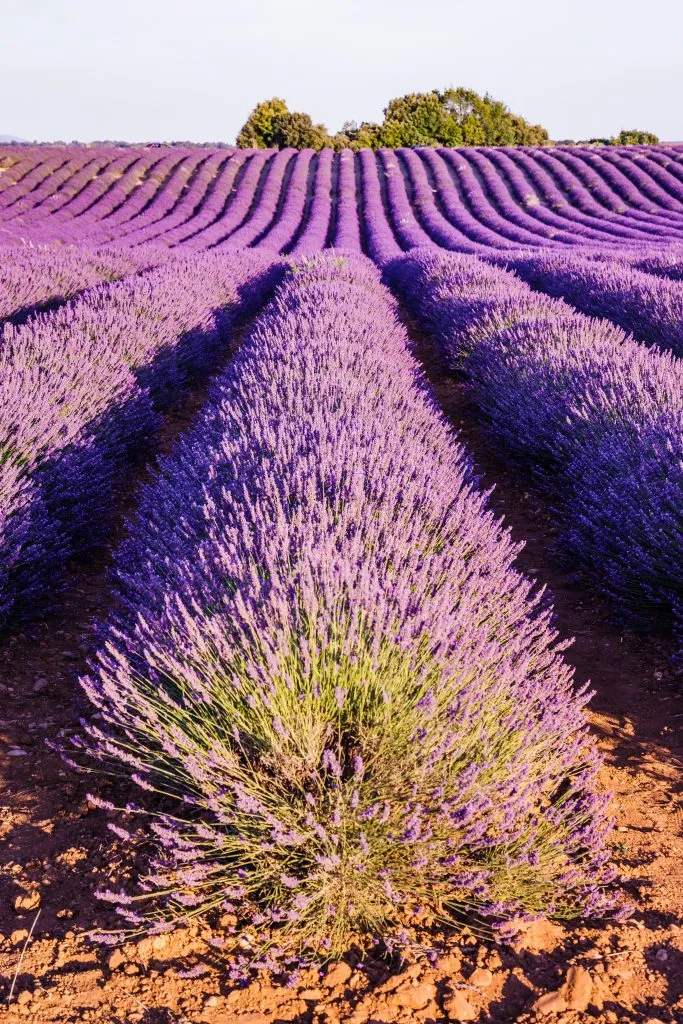 blooming lavender field on the valensole plateau, one of the best stops on a provence itinerary