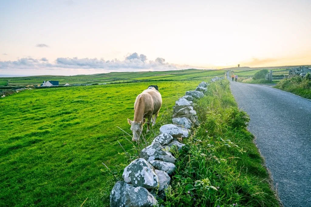  vej, der fører mod Hags hoved ved Cliffs of Moher. Der er en brun ko til venstre for billedet.