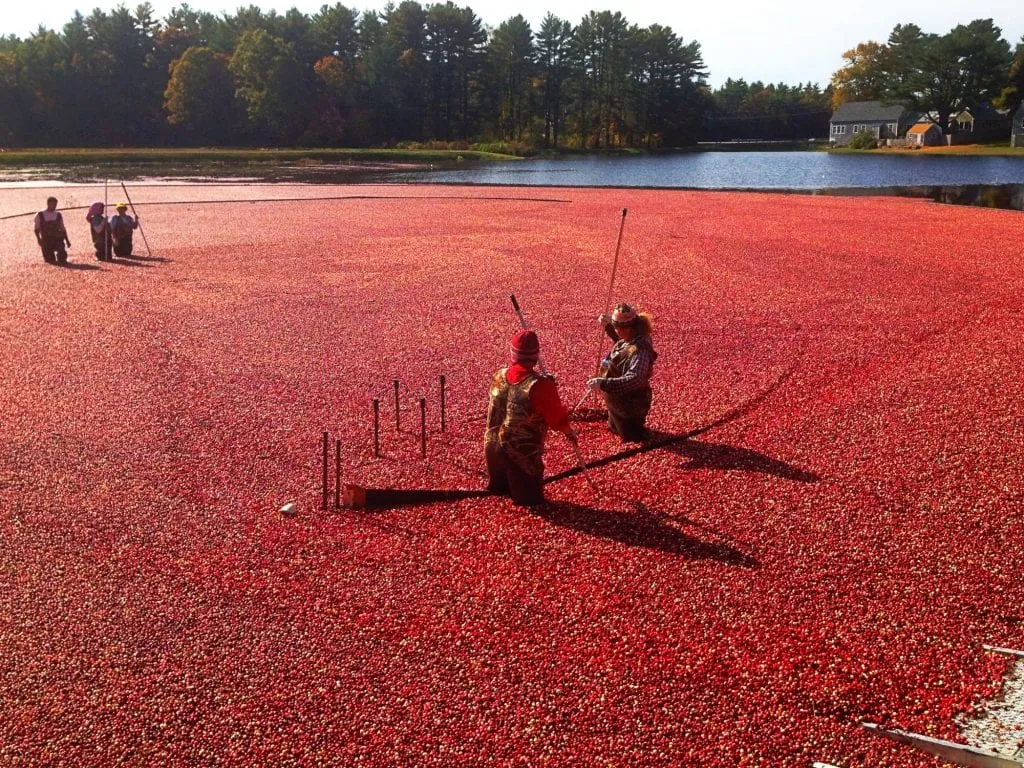 Cranberry Bog shot from above in Massachusetts. Visiting a cranberry bog is an unforgettable place to see in New England!