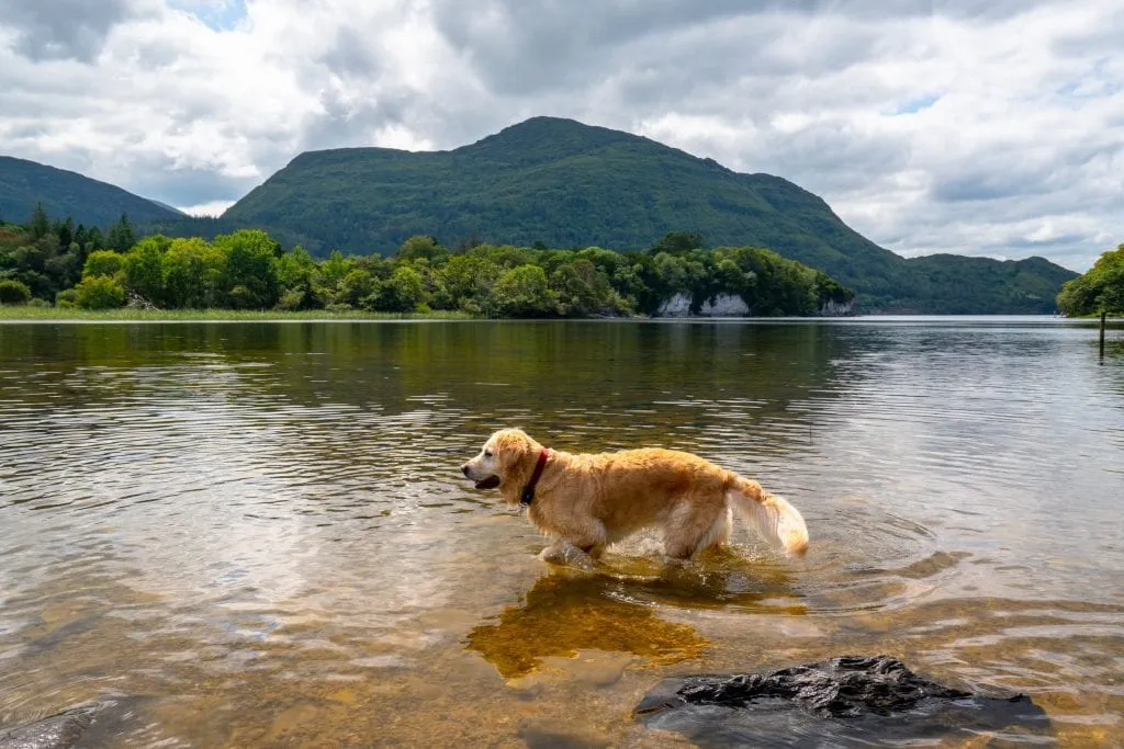 Lakes of Killarney in Killarney National Park, Ireland, with a golden retirever playing in the water in the foreground.