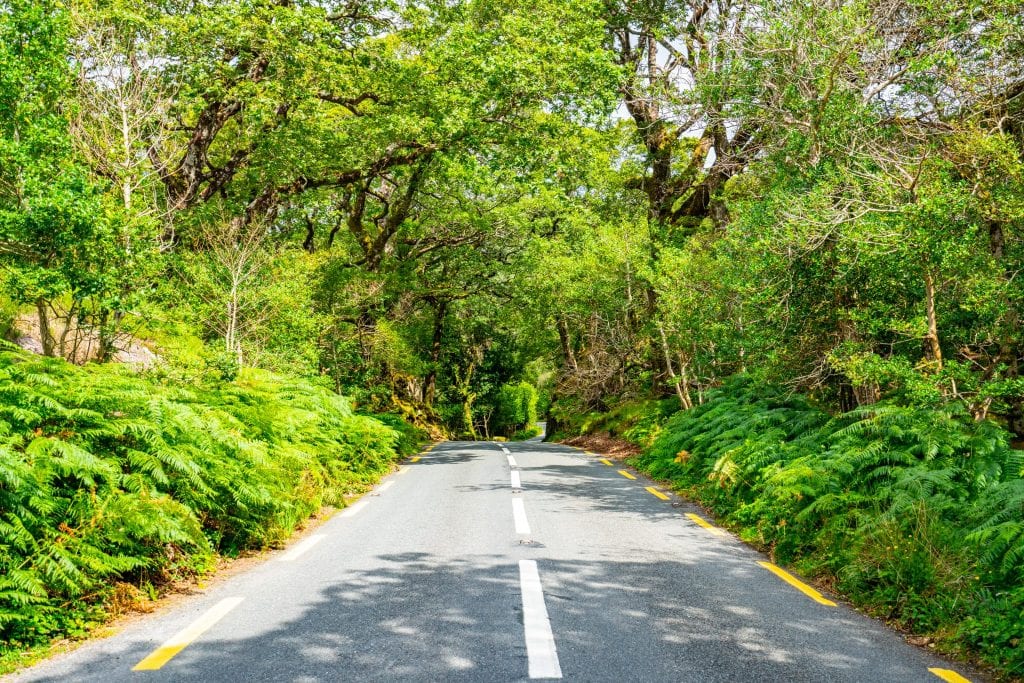 Road in Ireland surrounded by trees on either side--you'll see plenty of views like this during your 10 day Ireland road trip!